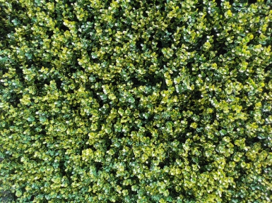 Folhagem artificial verde de caixa de caixa. Soluções completas para construção, reforma e manutenção. Angola-Materiais.shop entrega em todas as províncias.