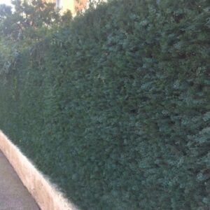 Folhagem artificial Cypres verde - garantida 10 anos anti -fogo e anti -V - 1 m2 placa. Soluções completas para construção, reforma e manutenção. Angola-Materiais.shop entrega em todas as províncias.